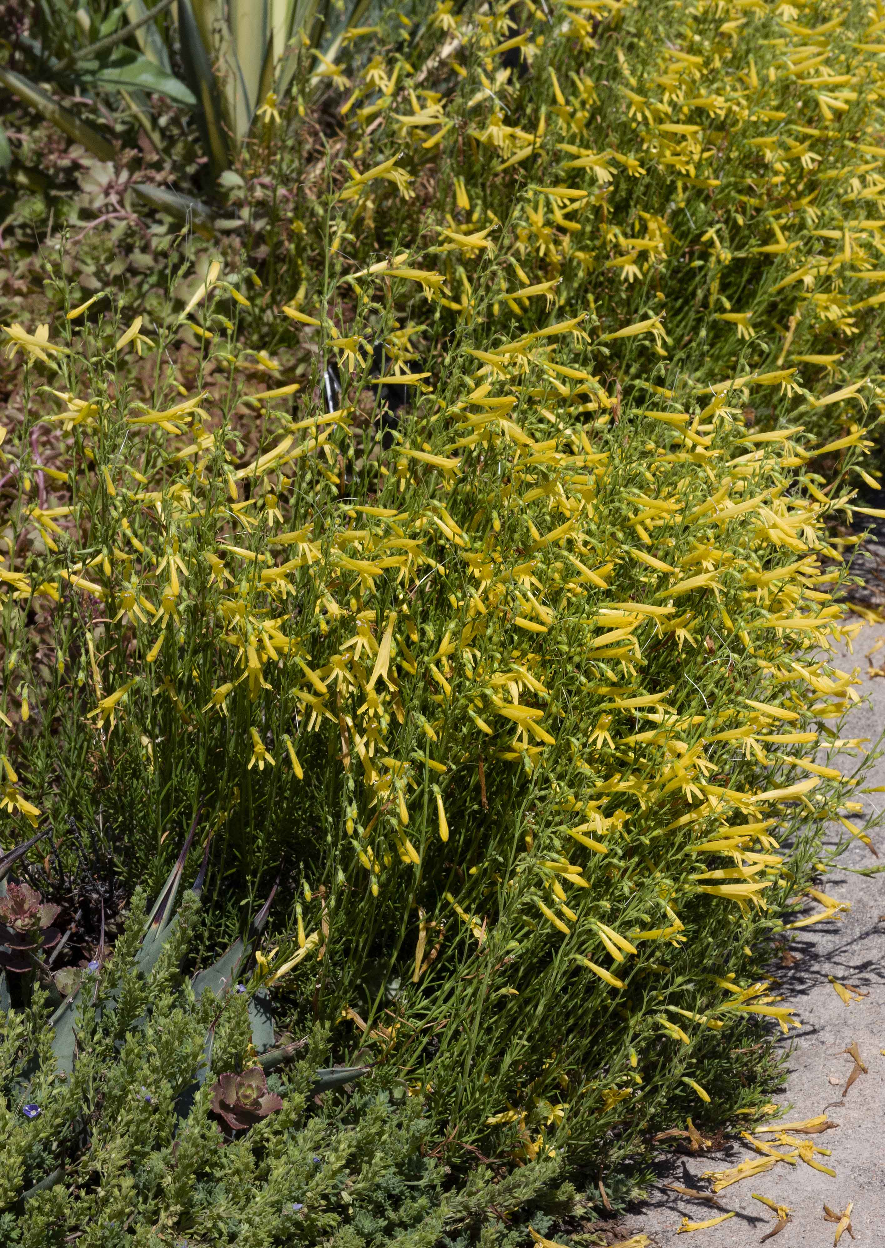 Yellow Pineleaf Penstemon